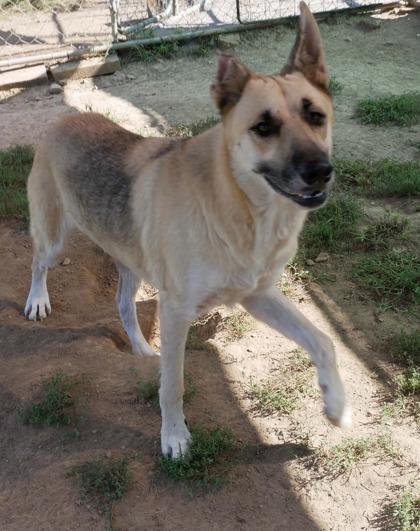 Enlarge Bruno, a Adoptable mixed breed in Yellville, AR image 2/3