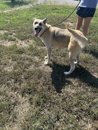 Enlarge Bruno, a Adoptable mixed breed in Yellville, AR image 3/3