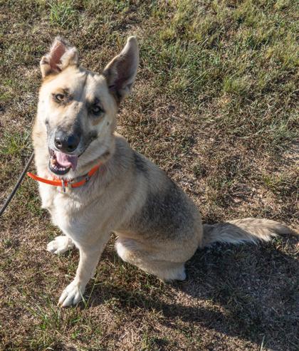 Enlarge Bruno, a Adoptable mixed breed in Yellville, AR image 1/3