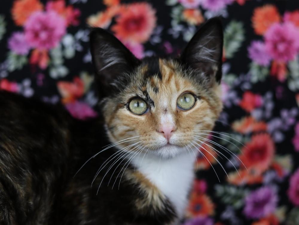 Enlarge Ukulele, a Adoptable Calico in Lewisburg, TN image 1/2