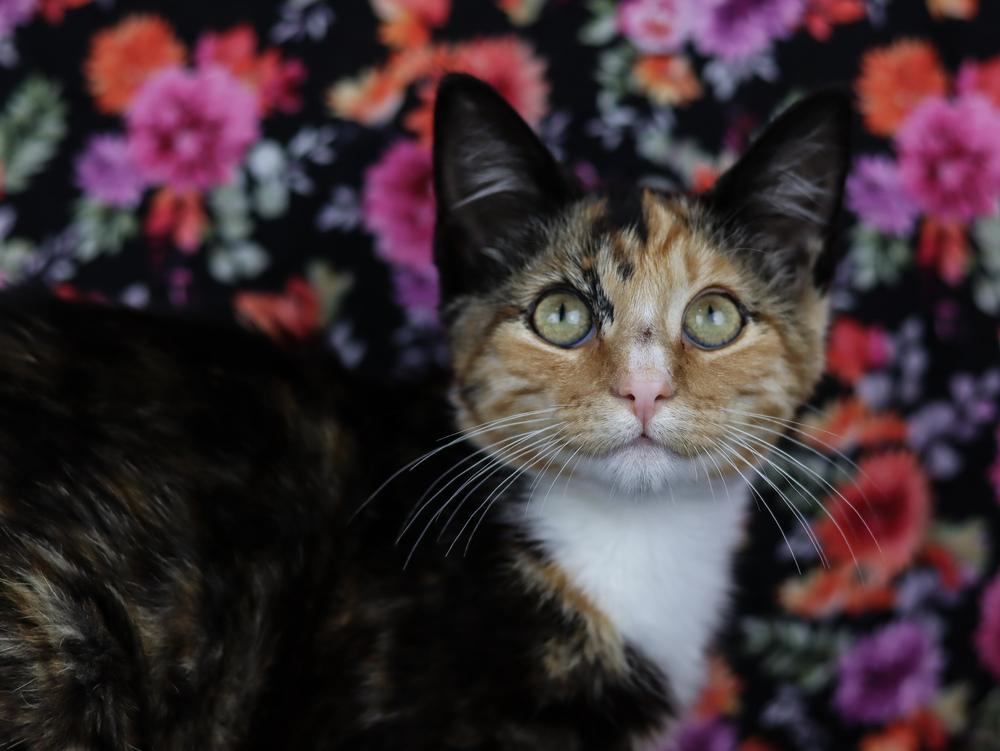 Enlarge Ukulele, a Adoptable Calico in Lewisburg, TN image 2/2