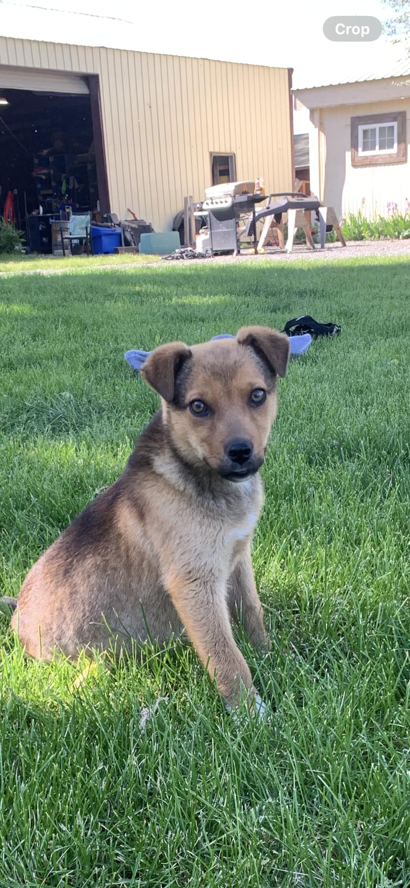 Darla, a Adoptable mixed breed in Seattle, WA image 3/5
