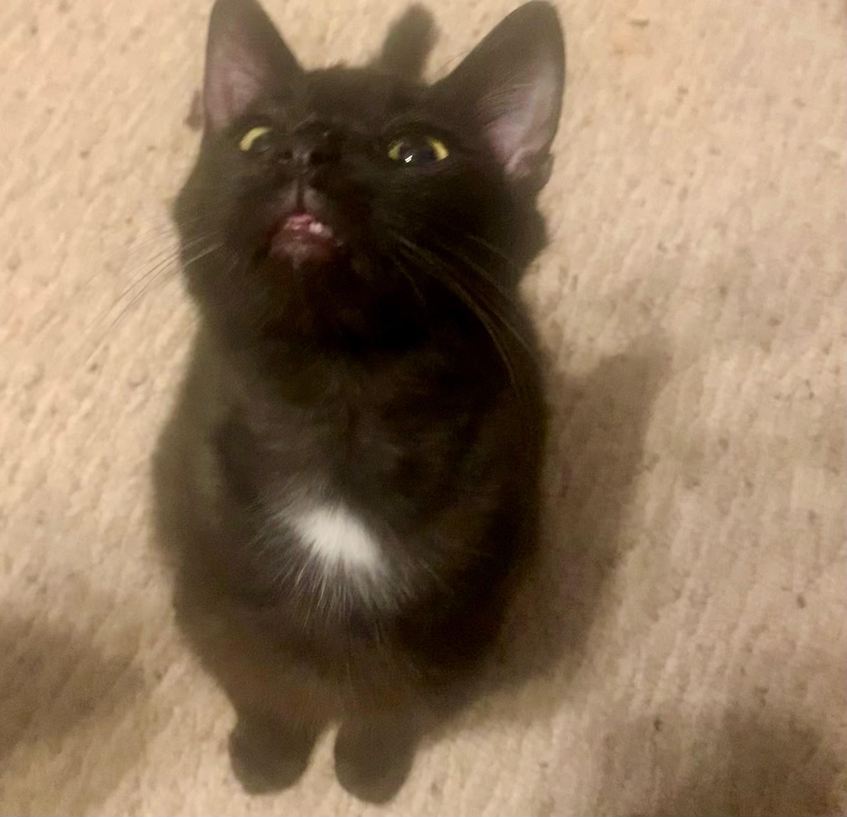 Hank, a Adoptable Domestic Short Hair in LITTLE MOUNTAIN, SC image 4/4