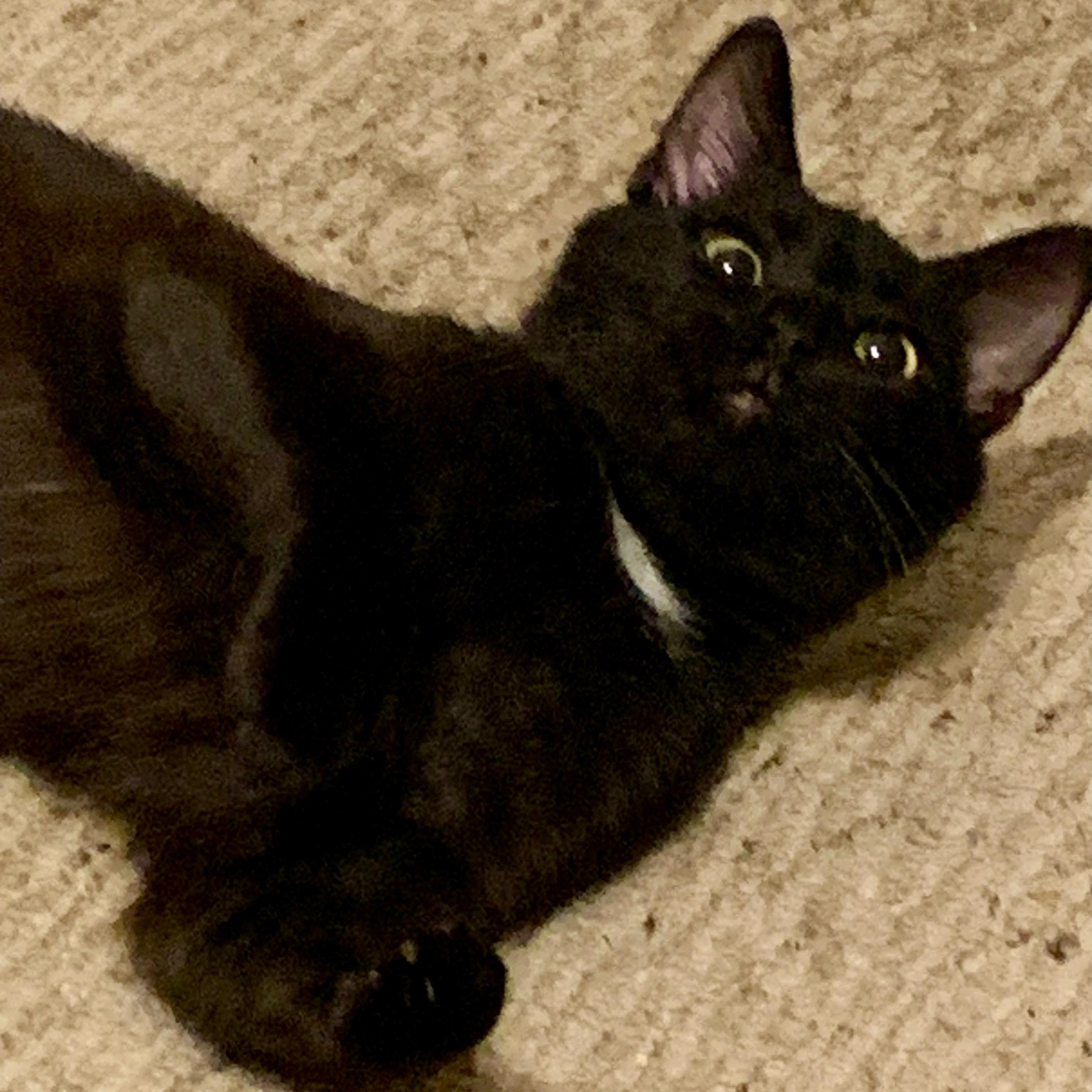 Hank, a Adoptable Domestic Short Hair in LITTLE MOUNTAIN, SC image 1/4