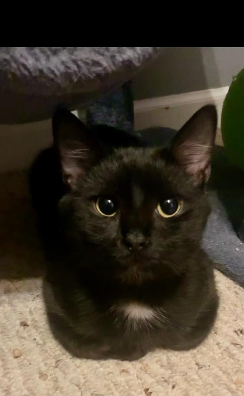 Hank, a Adoptable Domestic Short Hair in LITTLE MOUNTAIN, SC image 3/4