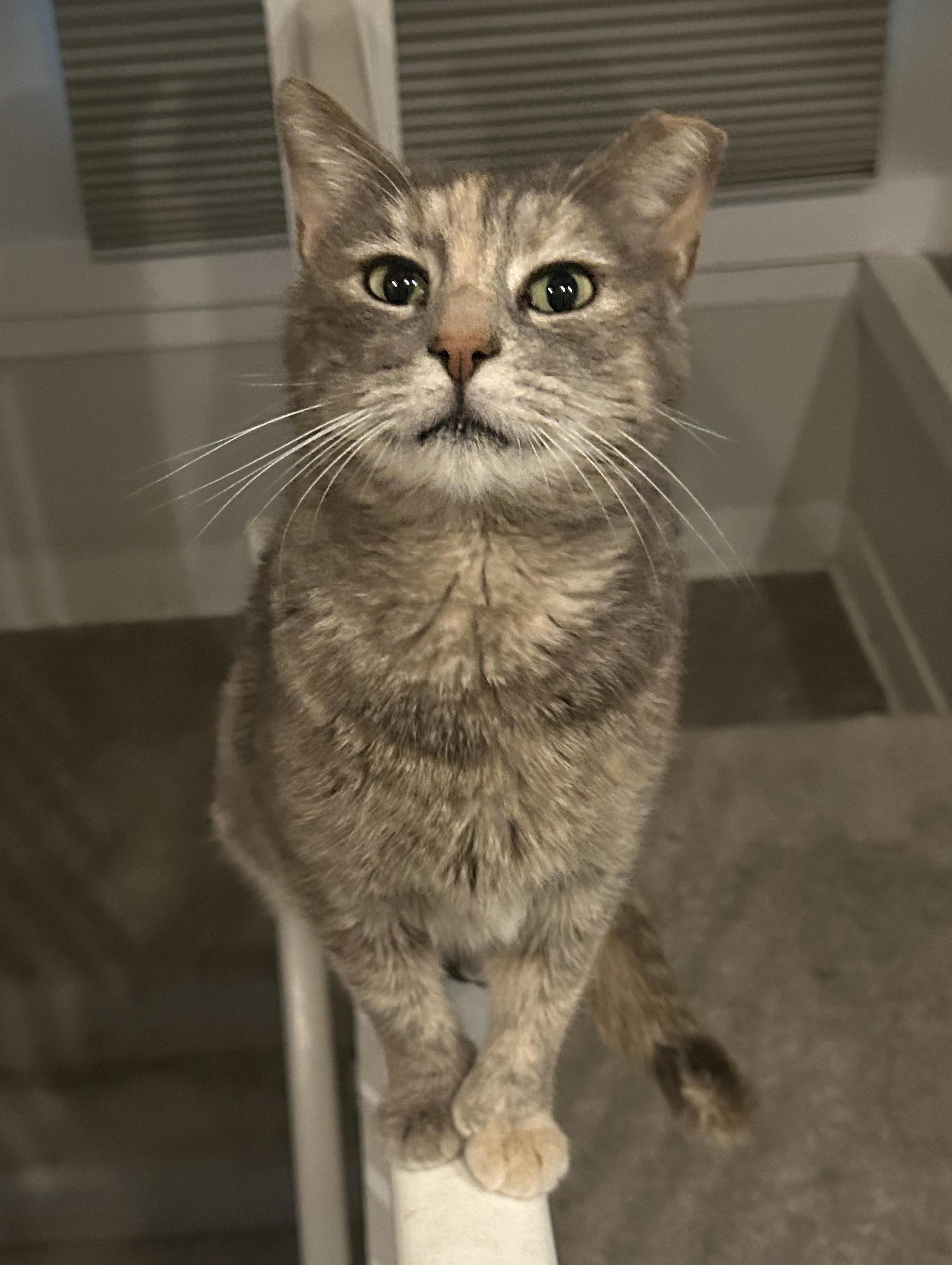 Mz Hemi, Adoptable, Adult Female Domestic Short Hair.