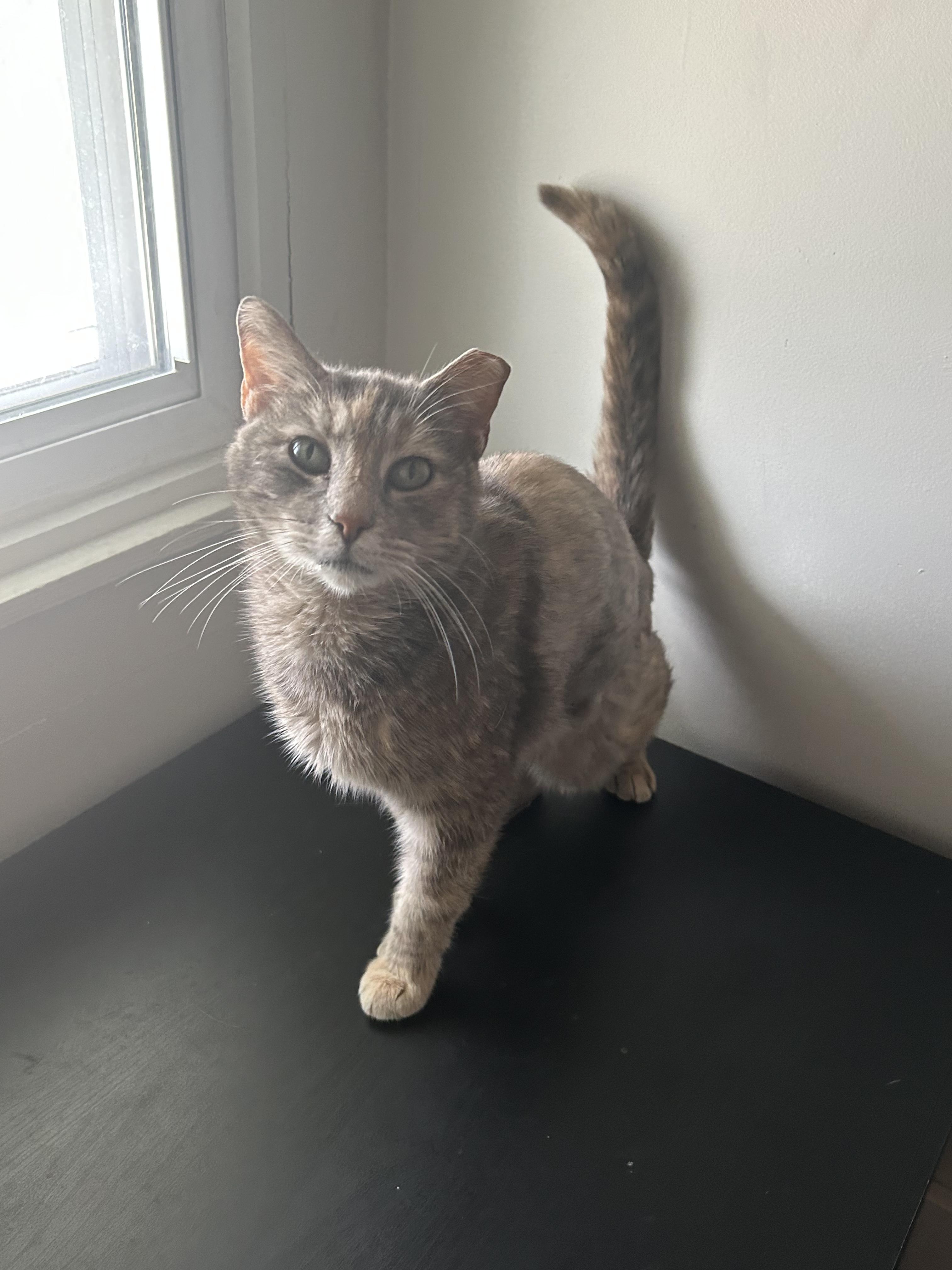 Enlarge Mz Hemi, a Adoptable Domestic Short Hair in Indianapolis, IN image 3/6