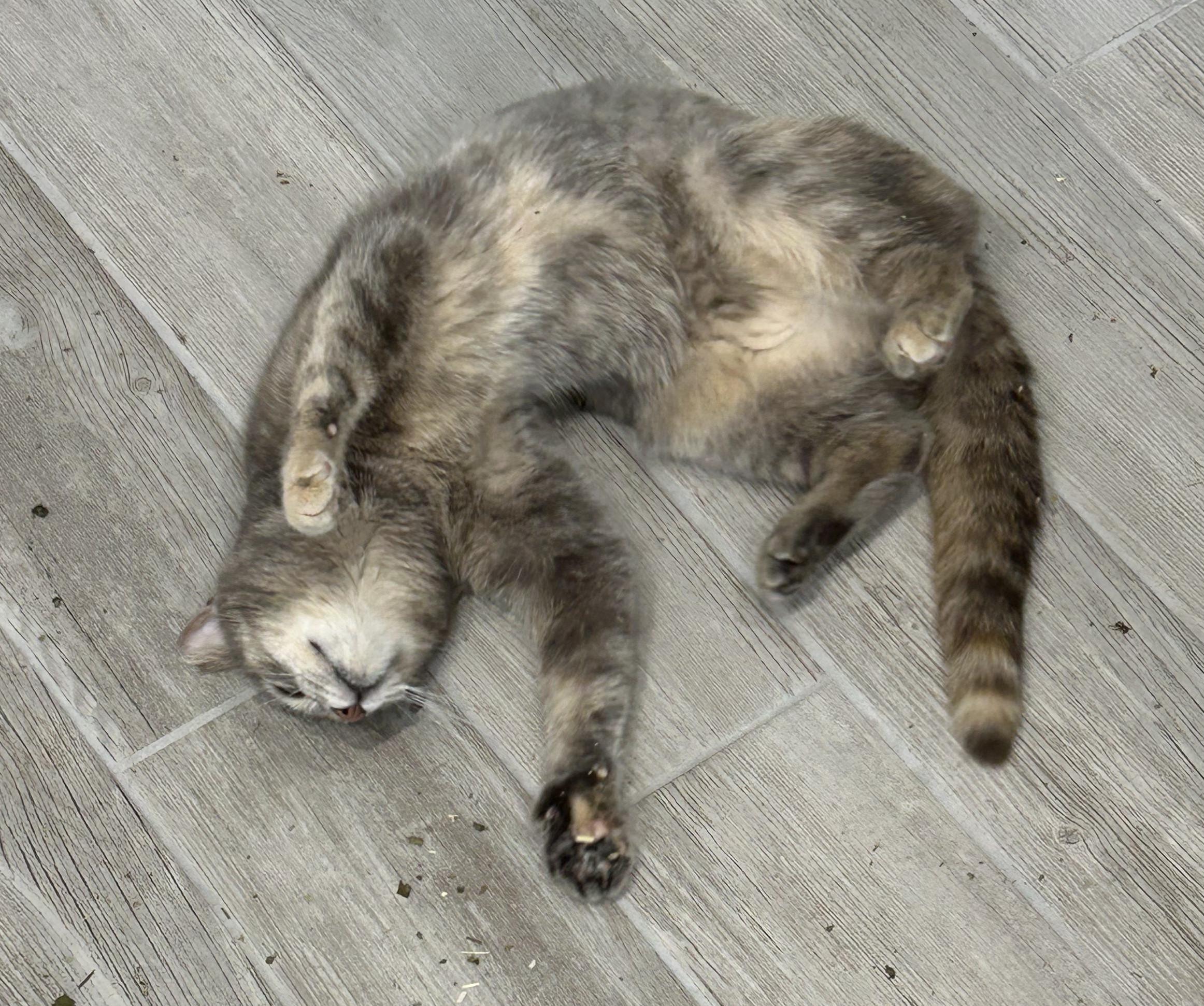 Enlarge Mz Hemi, a Adoptable Domestic Short Hair in Indianapolis, IN image 4/6