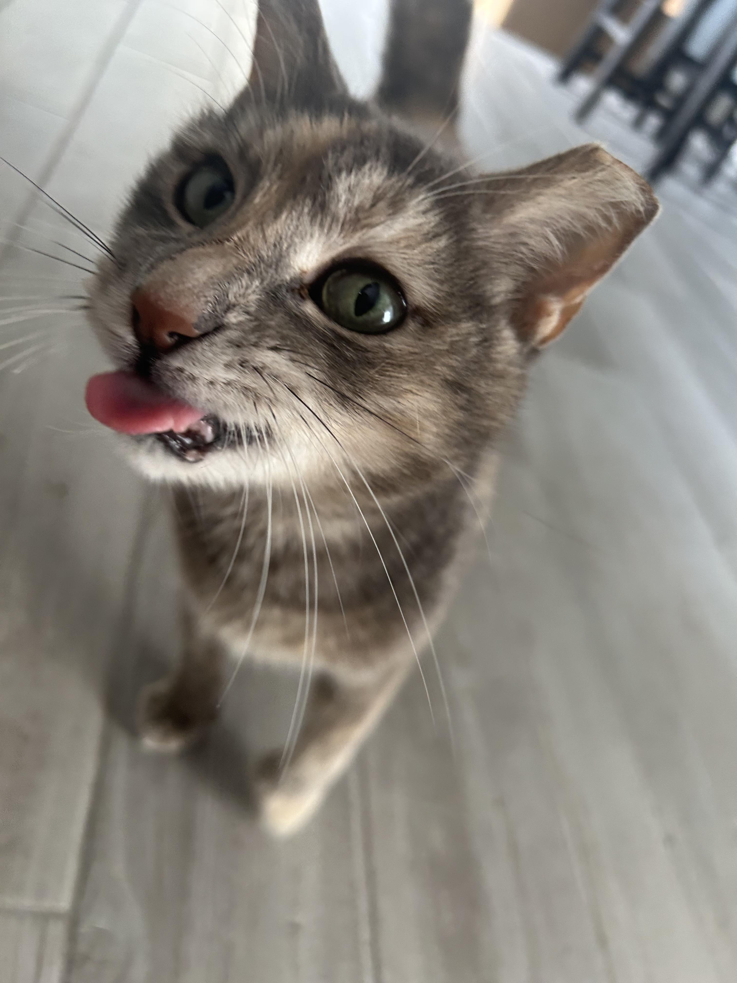 Enlarge Mz Hemi, a Adoptable Domestic Short Hair in Indianapolis, IN image 5/6