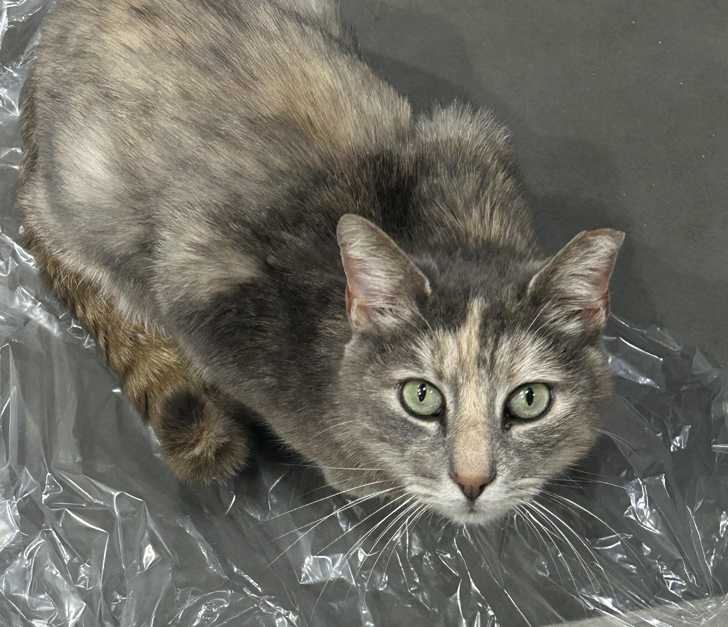 Enlarge Mz Hemi, a Adoptable Domestic Short Hair in Indianapolis, IN image 2/6