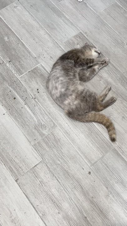 Enlarge Mz Hemi, a Adoptable Domestic Short Hair in Indianapolis, IN video 6/6