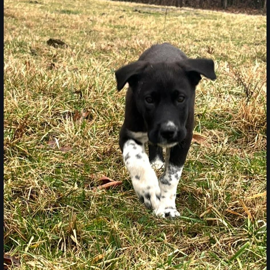 Enlarge Rudy, a ADOPTABLE mixed breed in Lancaster, KY image 3/3