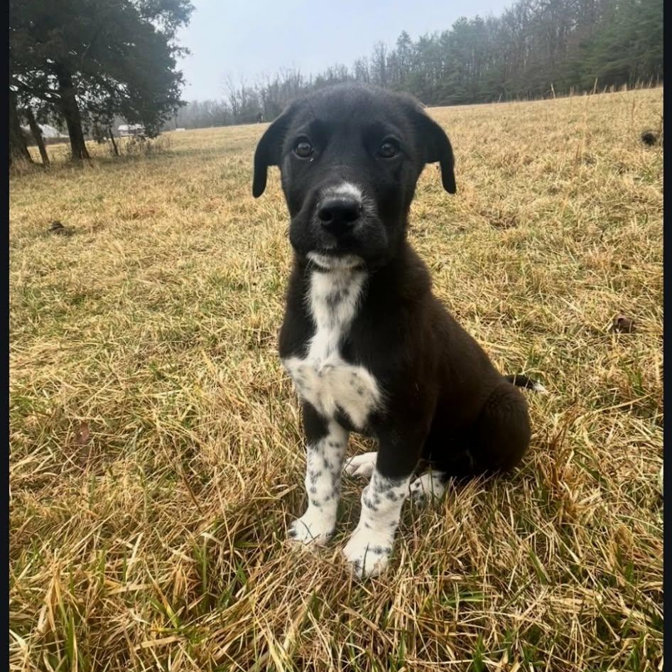 Rudy, ADOPTABLE, Young Male Great Pyrenees & Labrador Retriever.