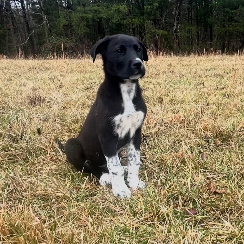 Enlarge Rudy, a ADOPTABLE mixed breed in Lancaster, KY image 2/3