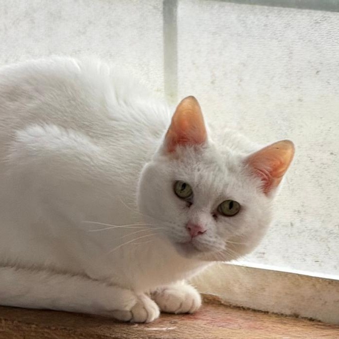 Enlarge SNOWBALL, a Adoptable Domestic Short Hair in Gresham, WI image 1/1