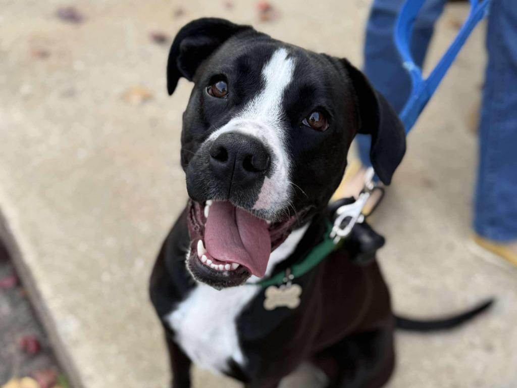 Bruno, Adoptable, Young Male Mixed Breed.