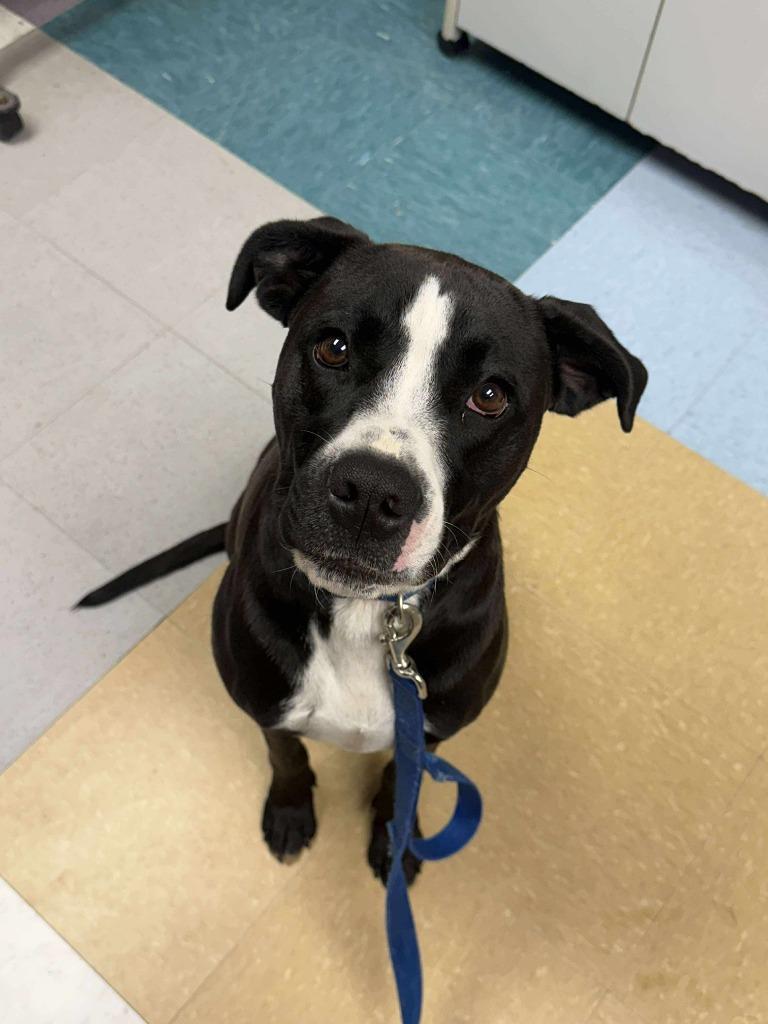 Enlarge Bruno, a Adoptable mixed breed in Raleigh, NC image 2/6