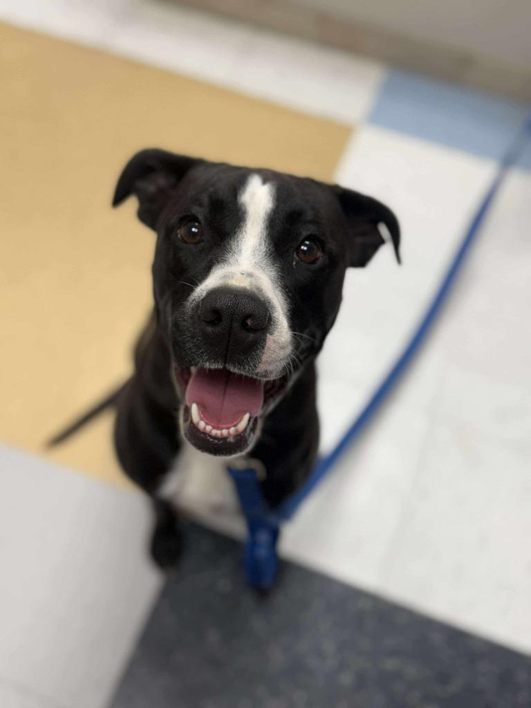 Enlarge Bruno, a Adoptable mixed breed in Raleigh, NC image 3/6