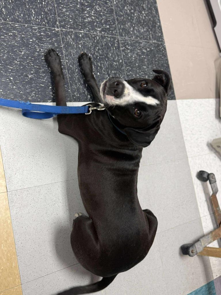 Enlarge Bruno, a Adoptable mixed breed in Raleigh, NC image 4/6