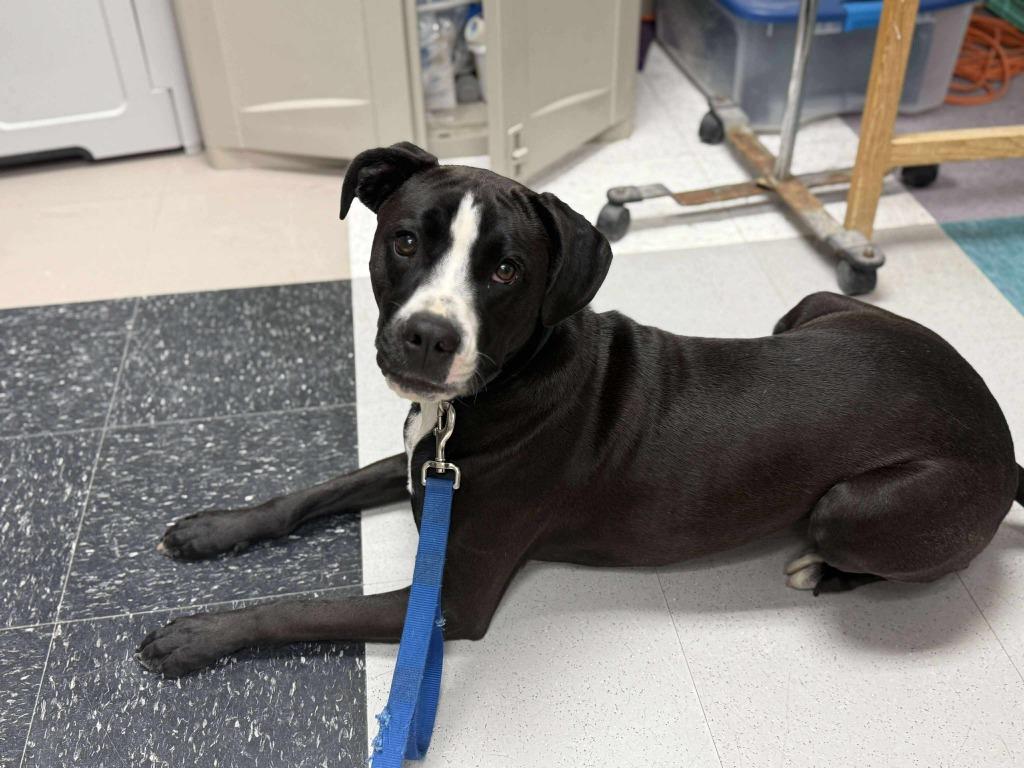 Enlarge Bruno, a Adoptable mixed breed in Raleigh, NC image 6/6