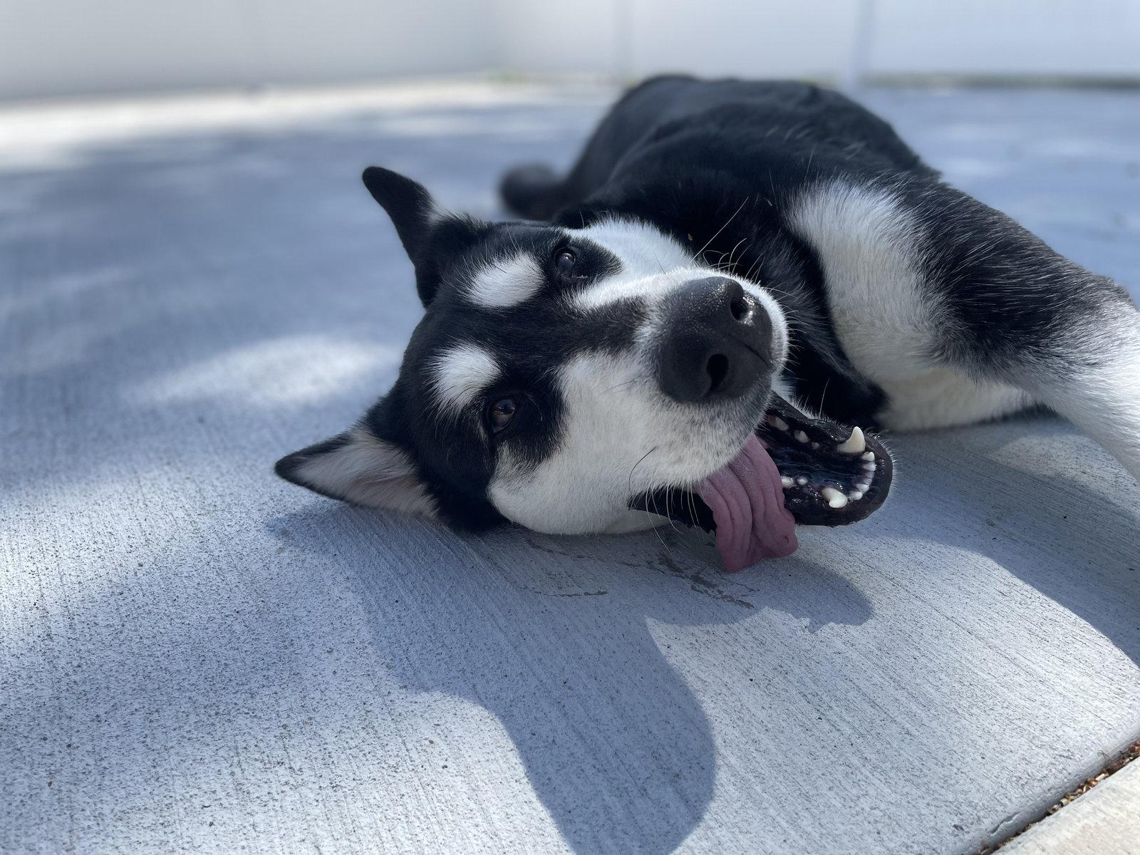 Enlarge Kita, a Adoptable Alaskan Malamute in Lancaster, PA image 2/3