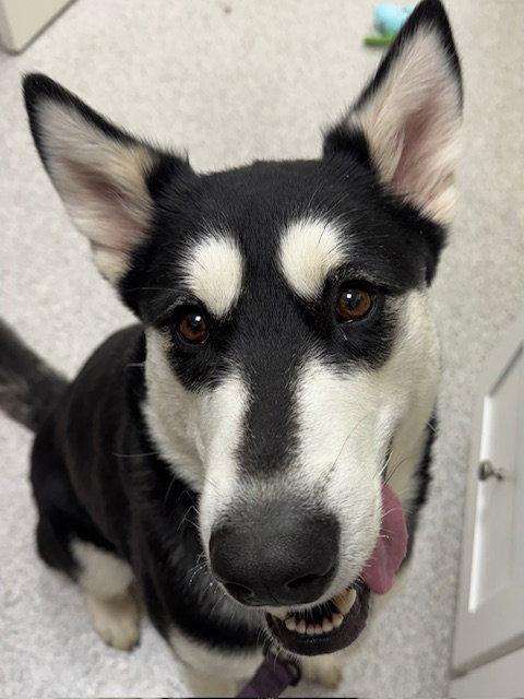 Enlarge Kita, a Adoptable Alaskan Malamute in Lancaster, PA image 3/3