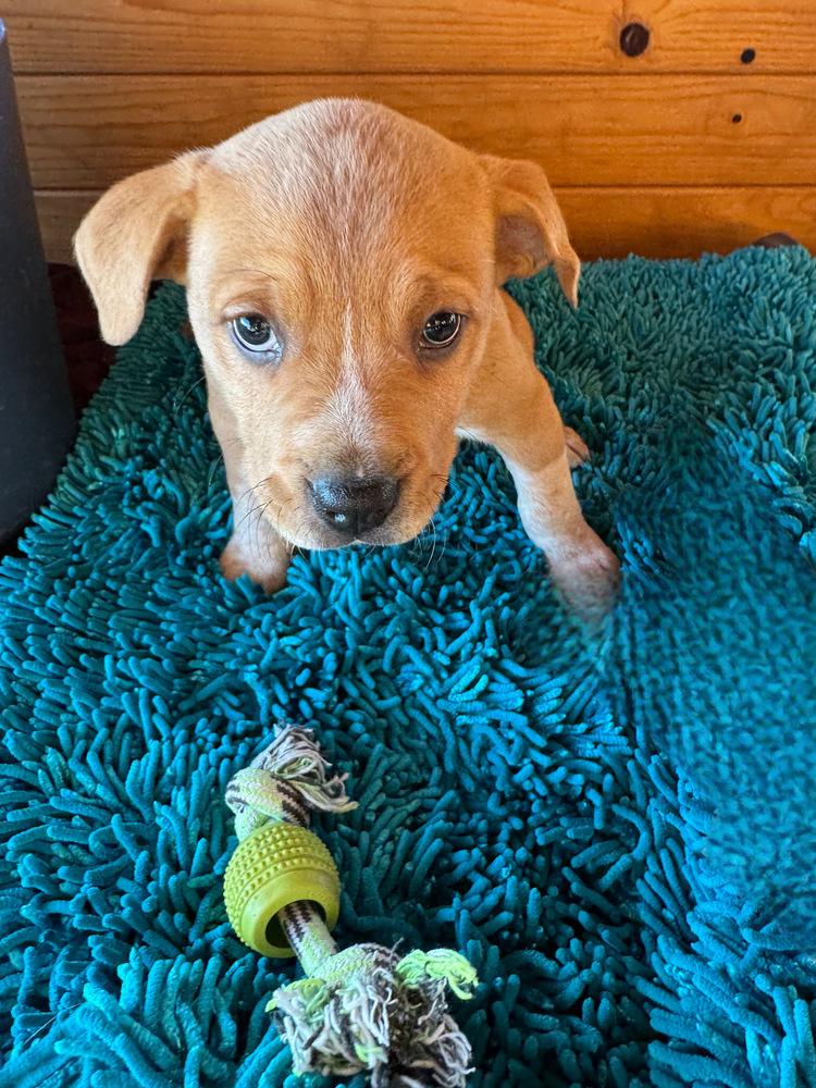 Enlarge Joey, a Adoptable mixed breed in Colorado Springs, CO image 2/4
