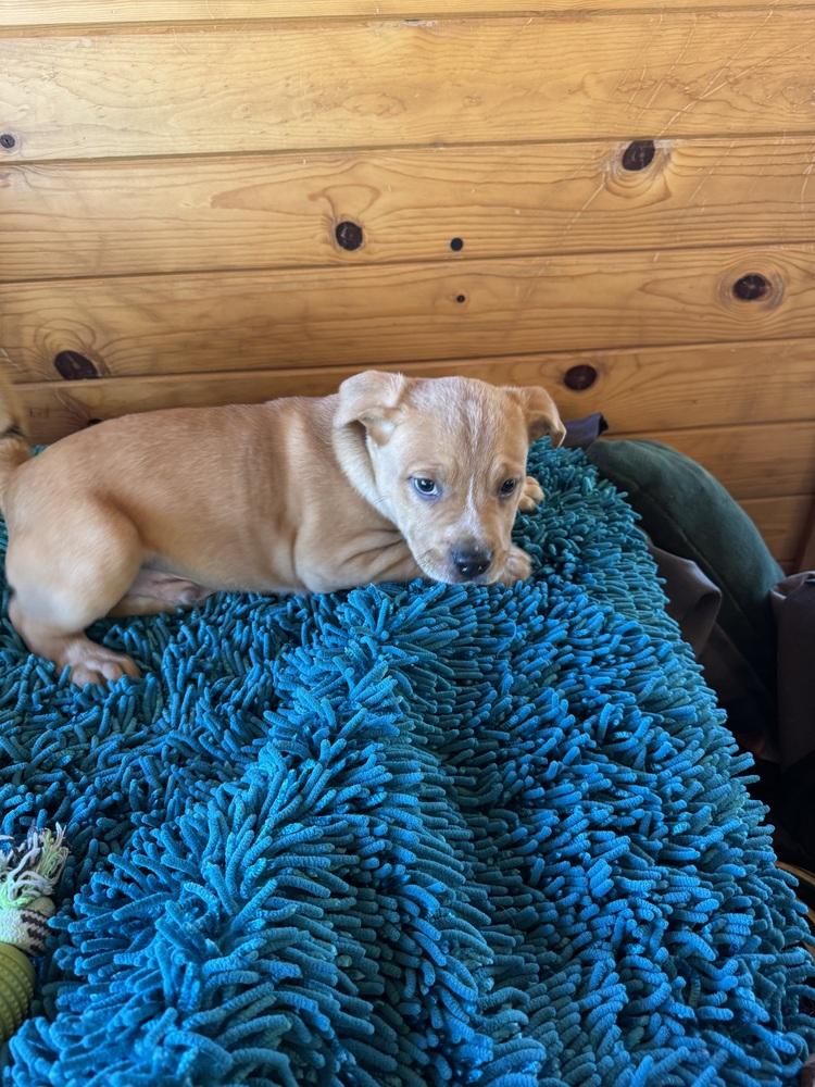 Enlarge Joey, a Adoptable mixed breed in Colorado Springs, CO image 3/4