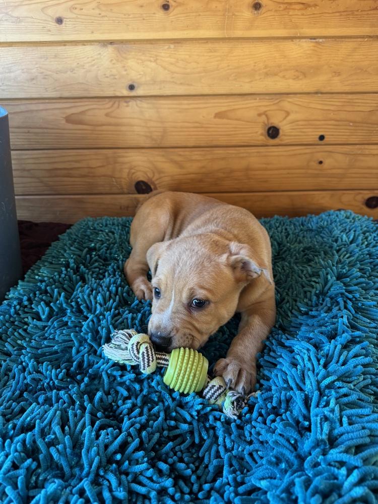 Enlarge Joey, a Adoptable mixed breed in Colorado Springs, CO image 4/4