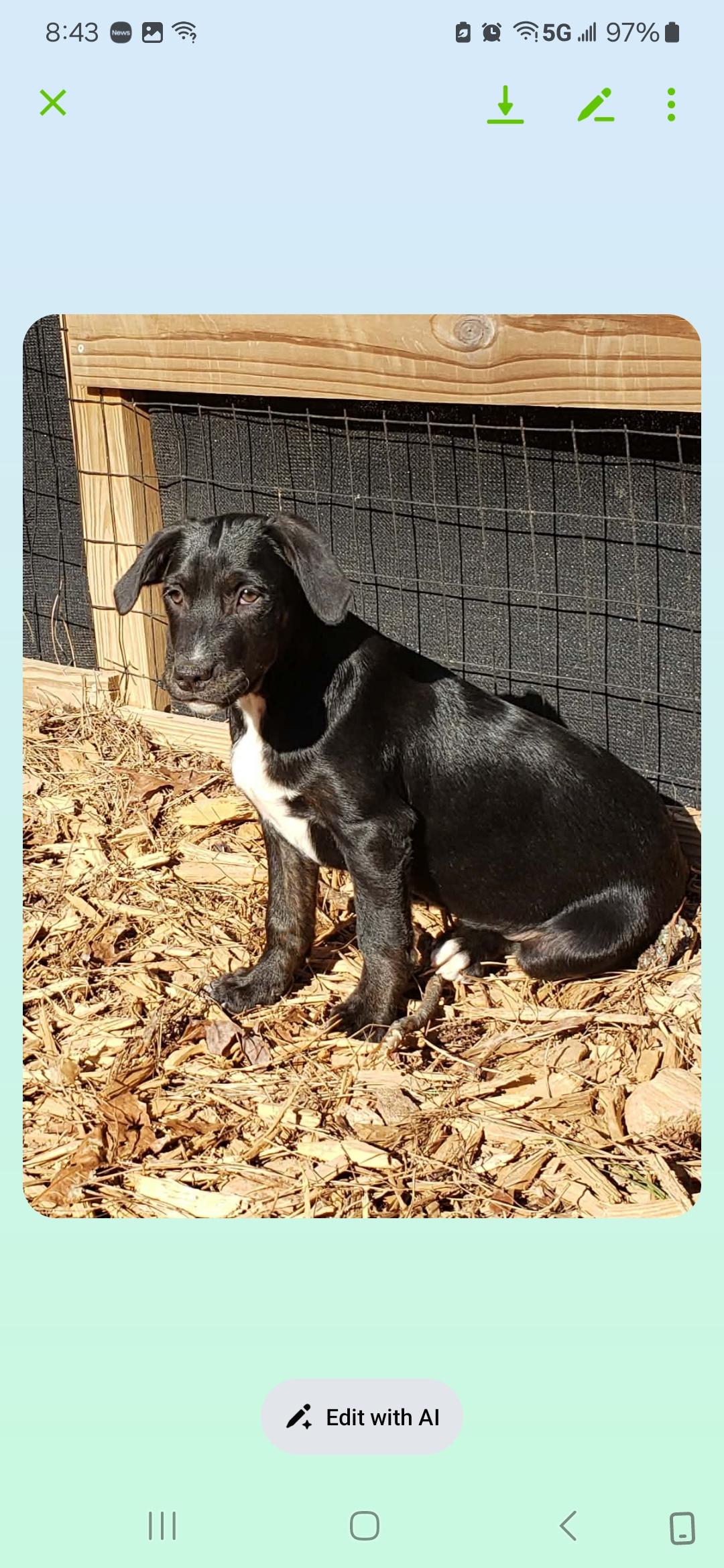 Enlarge Neo ( Orlando Fl), a Adoptable mixed breed in Orlando, FL image 2/3