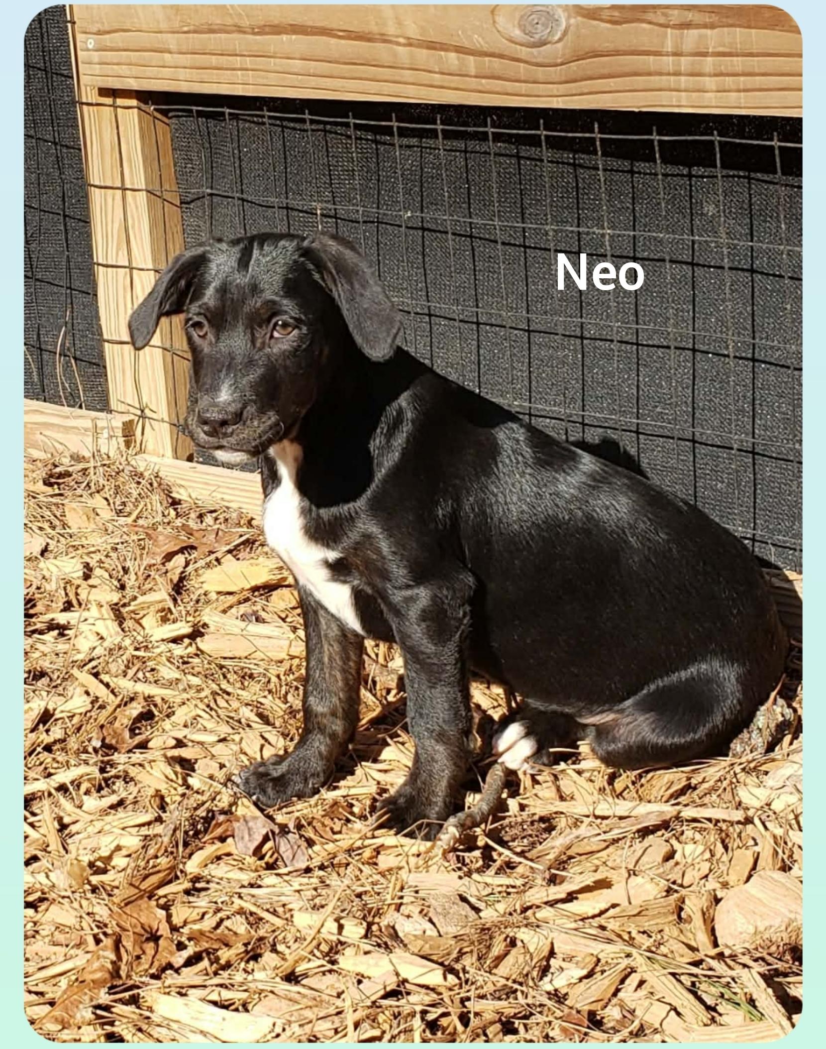 Enlarge Neo ( Orlando Fl), a Adoptable mixed breed in Orlando, FL image 1/3