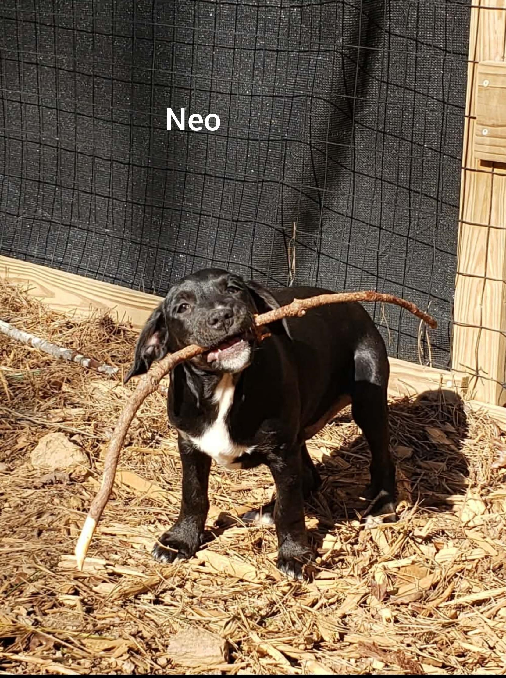 Enlarge Neo ( Orlando Fl), a Adoptable mixed breed in Orlando, FL image 3/3