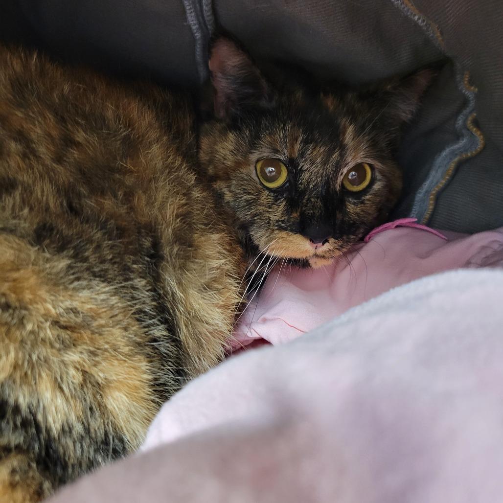 Sasha, Adoptable, Adult Female Domestic Medium Hair.