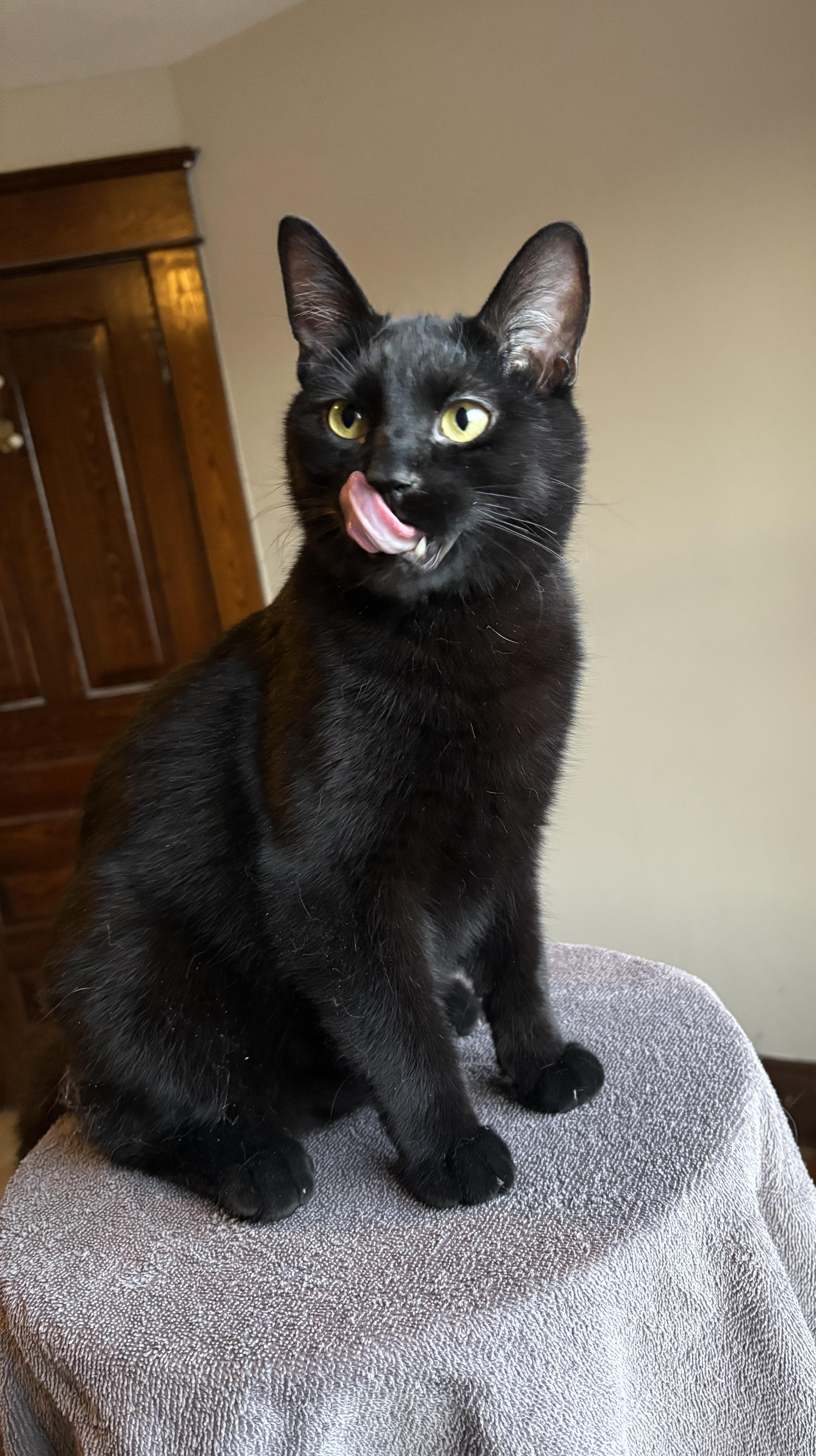 Enlarge ARROW, a ADOPTABLE Domestic Short Hair in Shakespeare, ON image 4/6