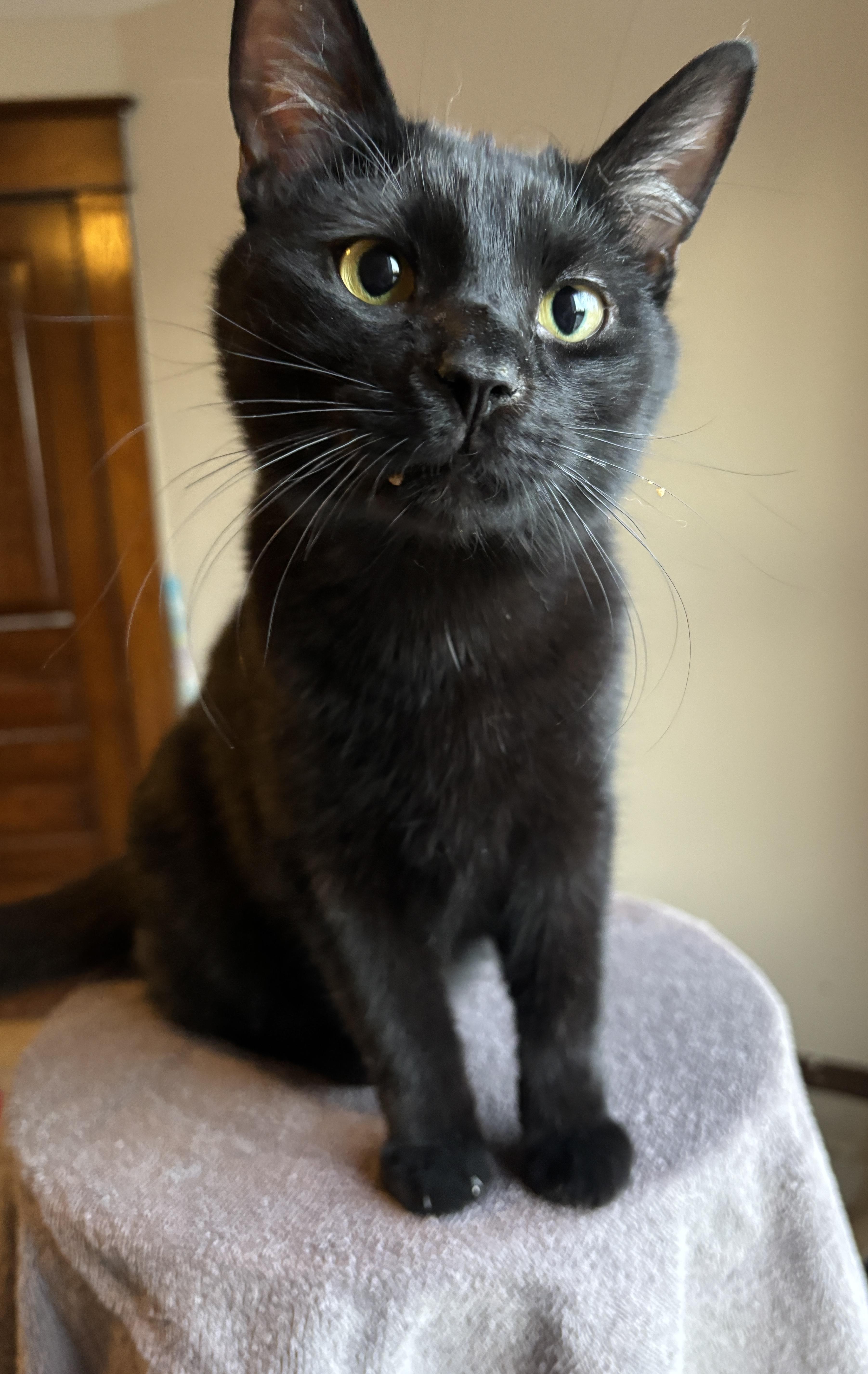 Enlarge ARROW, a ADOPTABLE Domestic Short Hair in Shakespeare, ON image 3/6