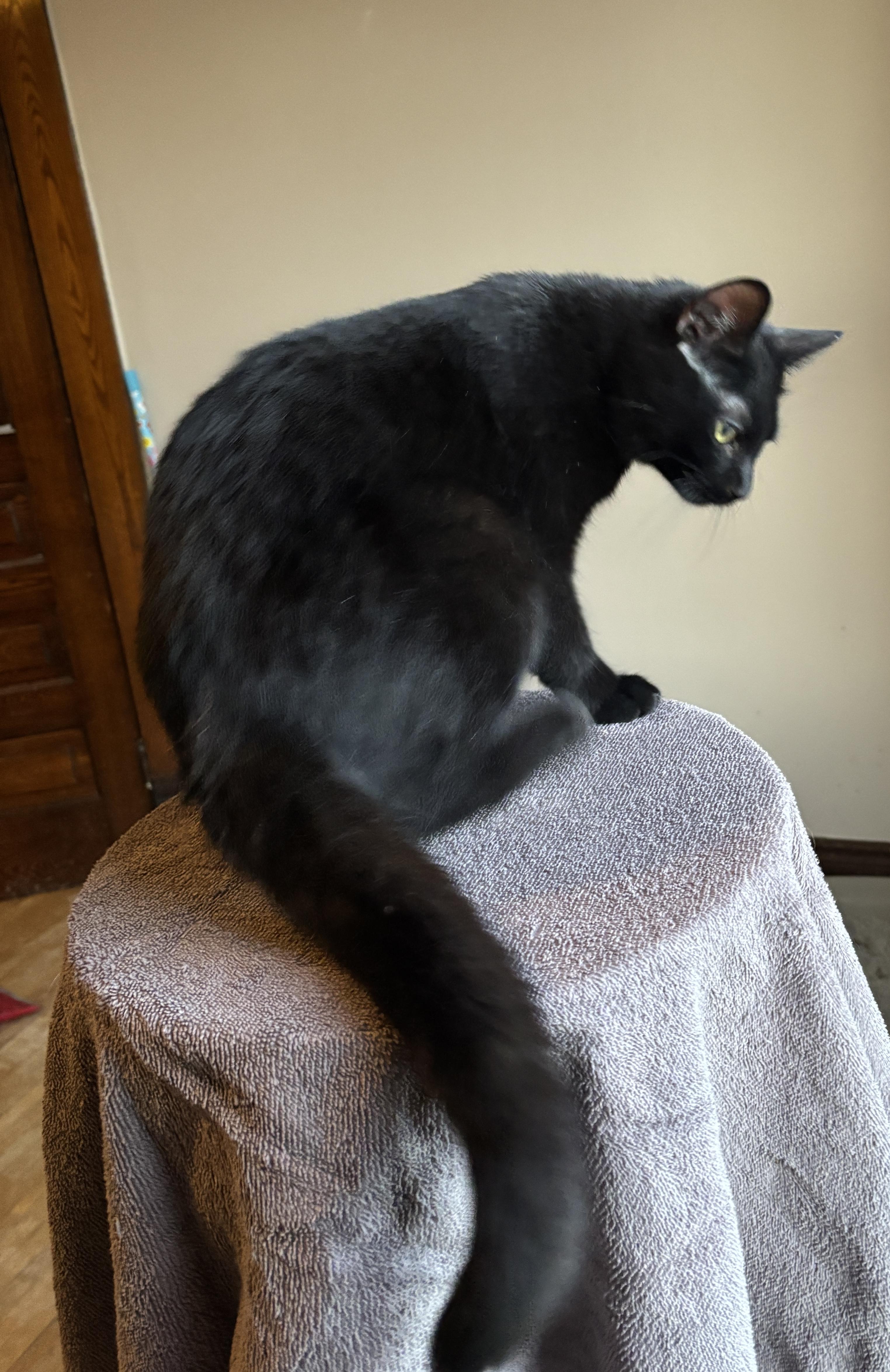 Enlarge ARROW, a ADOPTABLE Domestic Short Hair in Shakespeare, ON image 6/6