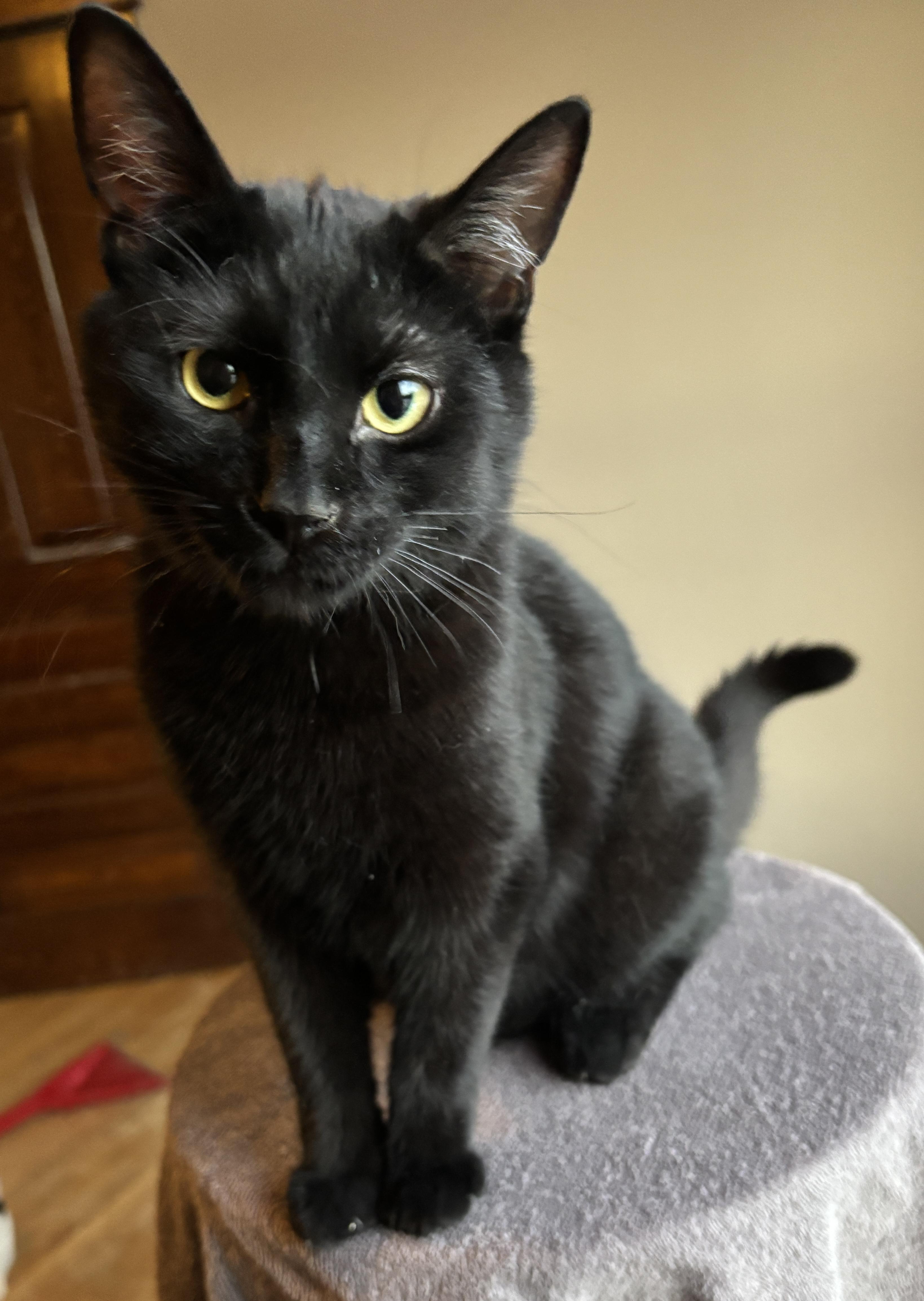Enlarge ARROW, a ADOPTABLE Domestic Short Hair in Shakespeare, ON image 5/6