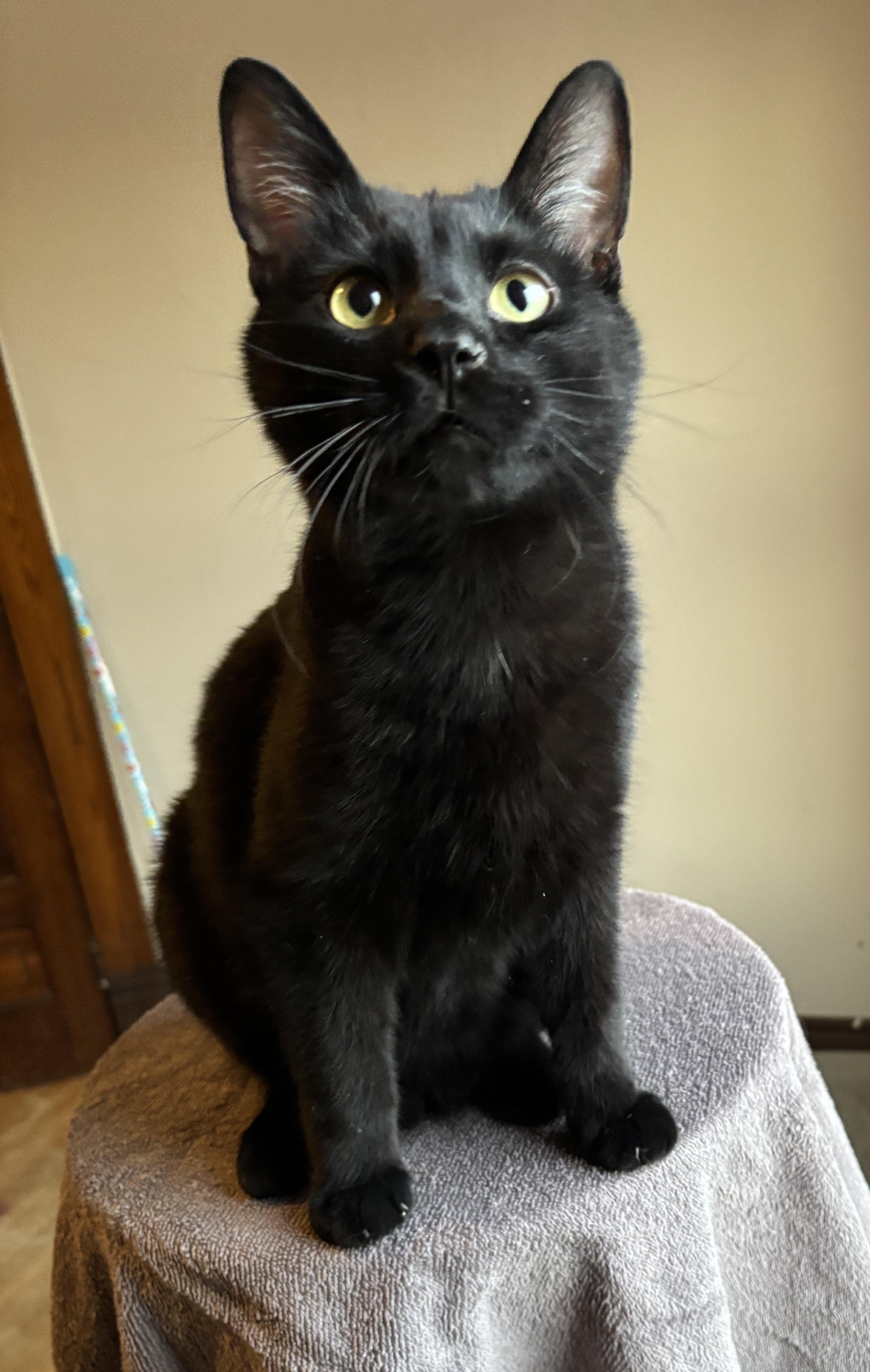 Enlarge ARROW, a ADOPTABLE Domestic Short Hair in Shakespeare, ON image 2/6