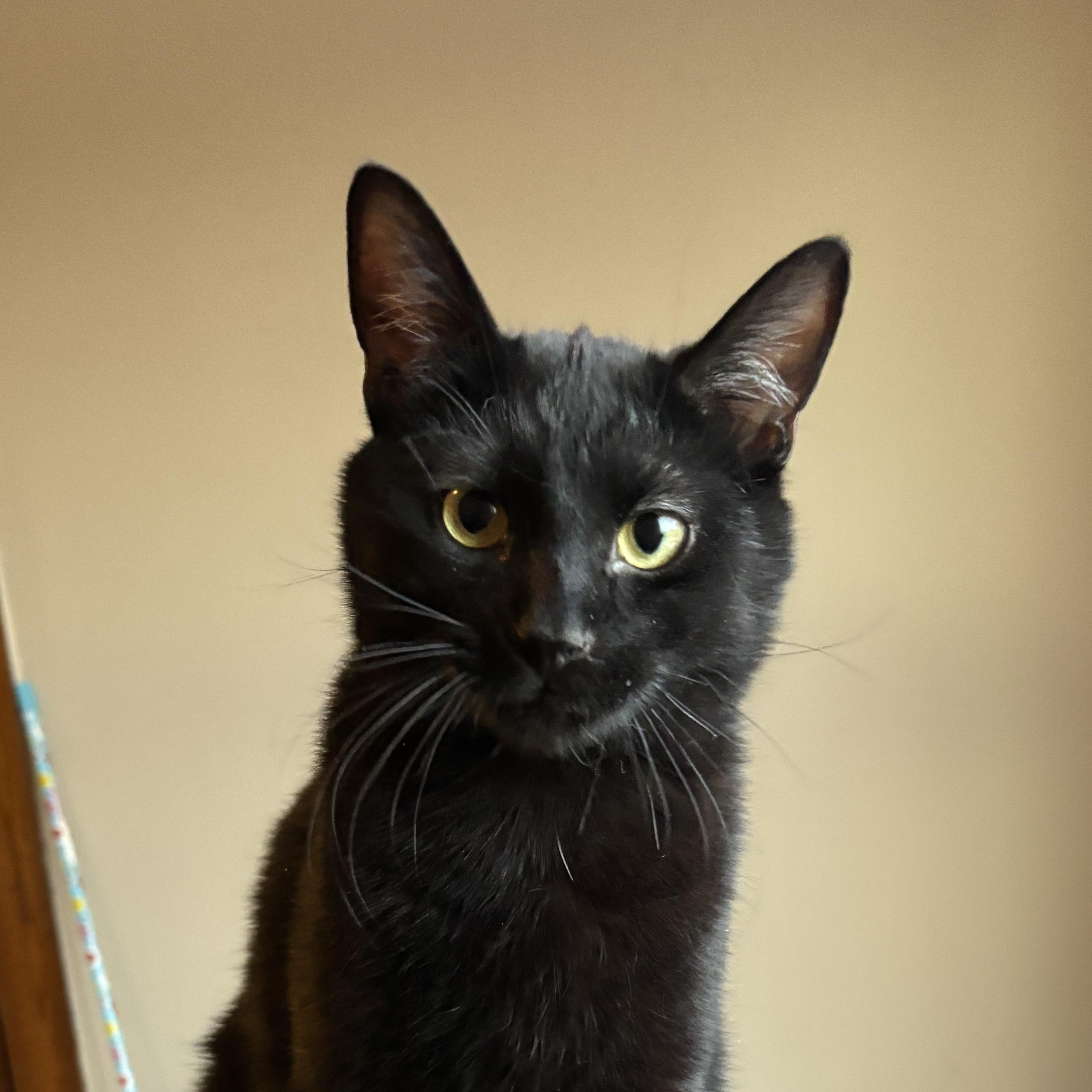 Enlarge ARROW, a ADOPTABLE Domestic Short Hair in Shakespeare, ON image 1/6