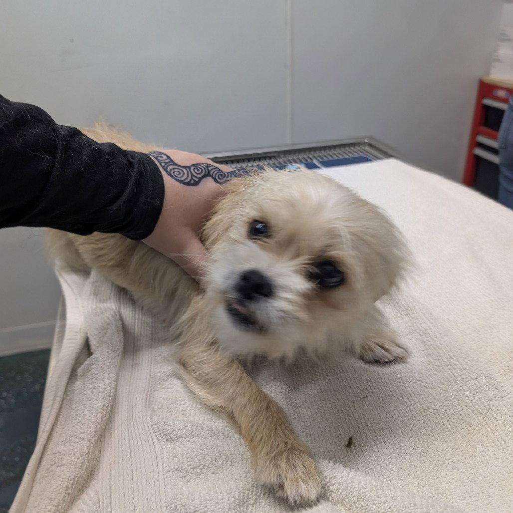 Enlarge BILLIE, a Adopted Brussels Griffon in Chico, CA image 1/1