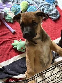 Enlarge Jim Bob, a ADOPTABLE mixed breed in Stuarts Draft, VA image 2/2