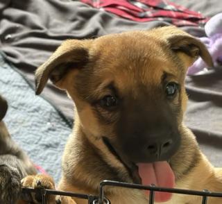 Jim Bob, ADOPTABLE, Puppy Male Chihuahua.