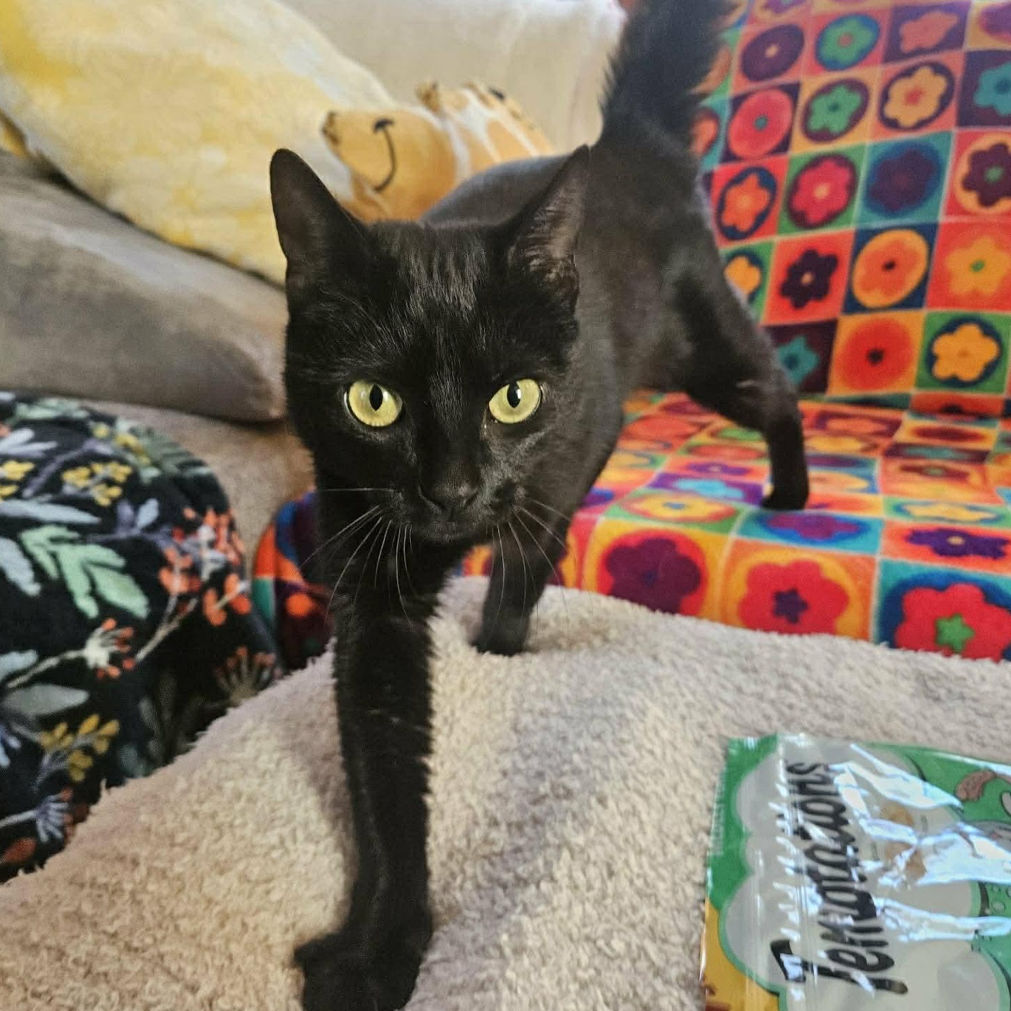 Blossom, ADOPTABLE, Young Female Domestic Short Hair.