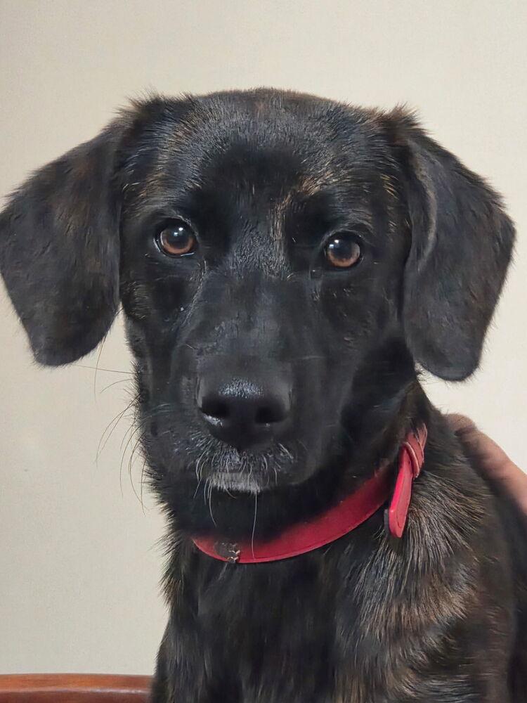 Scarlett, Adoptable, Puppy Female Plott Hound.