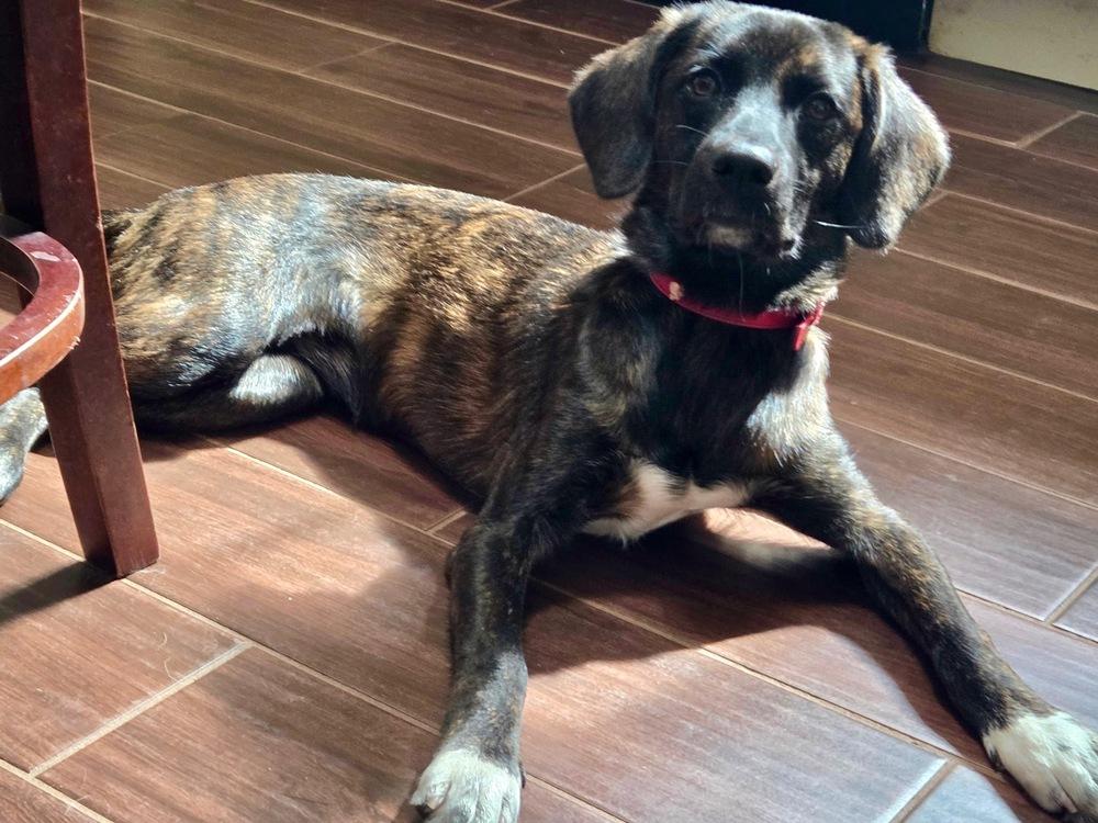 Enlarge Scarlett, a Adoptable mixed breed in Mocksville, NC image 2/3