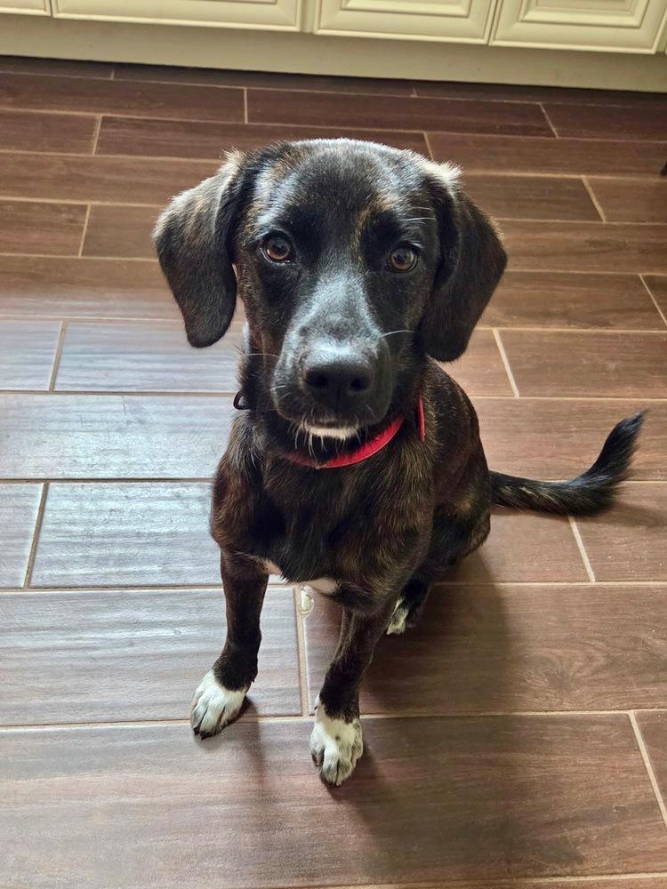 Enlarge Scarlett, a Adoptable mixed breed in Mocksville, NC image 3/3