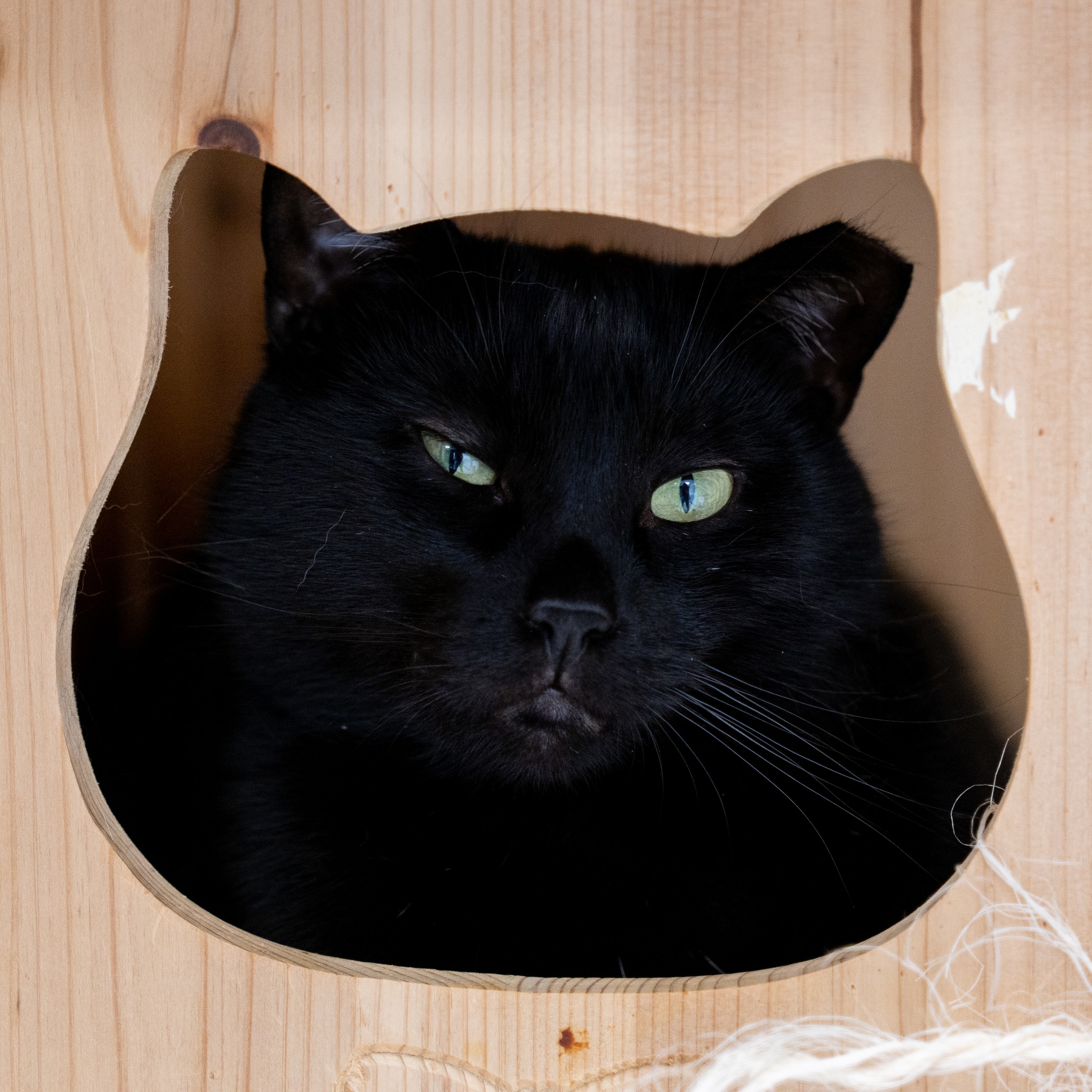 Enlarge Ambassador, a Adoptable Domestic Short Hair in North Haven, CT image 3/5