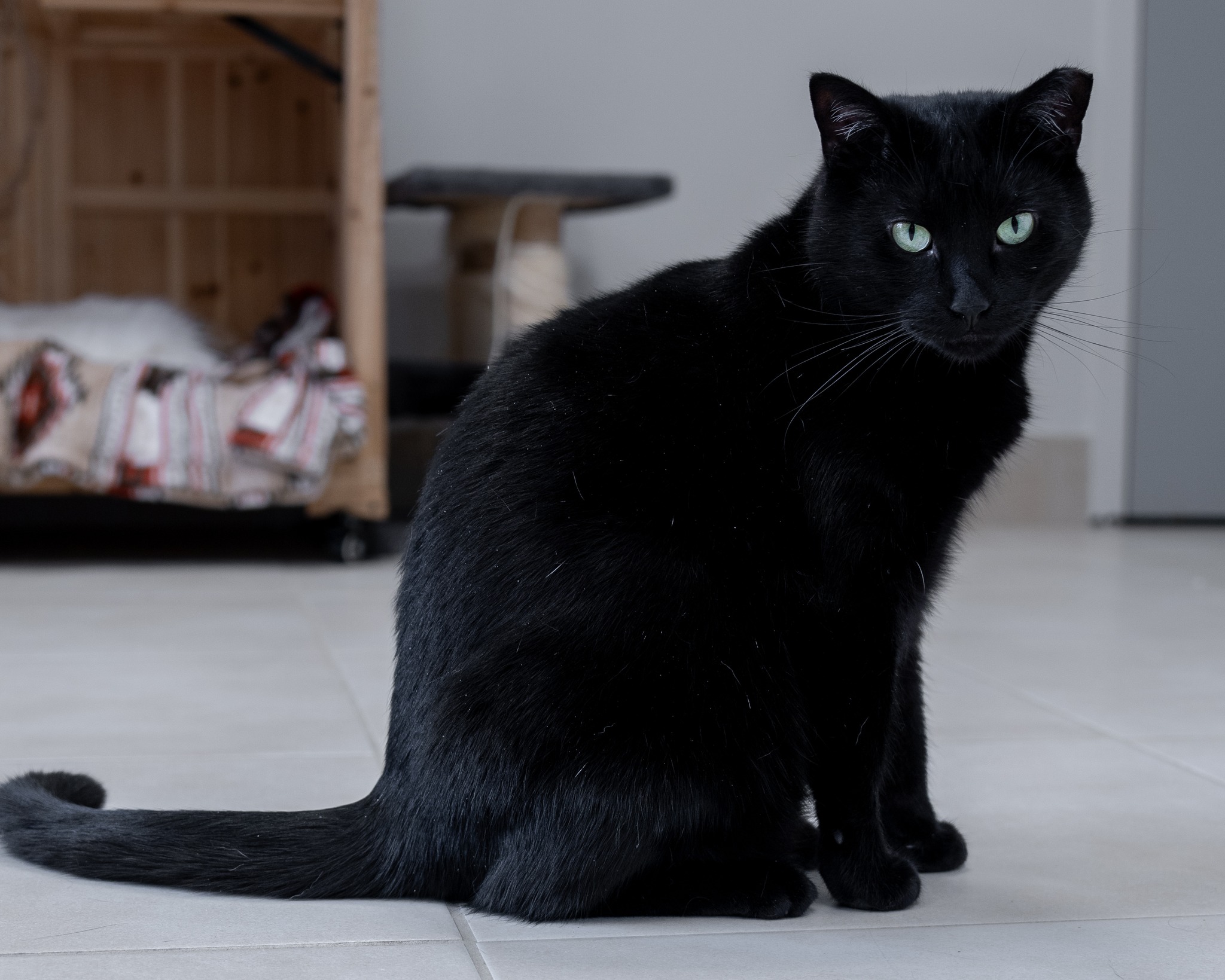 Enlarge Ambassador, a Adoptable Domestic Short Hair in North Haven, CT image 4/5