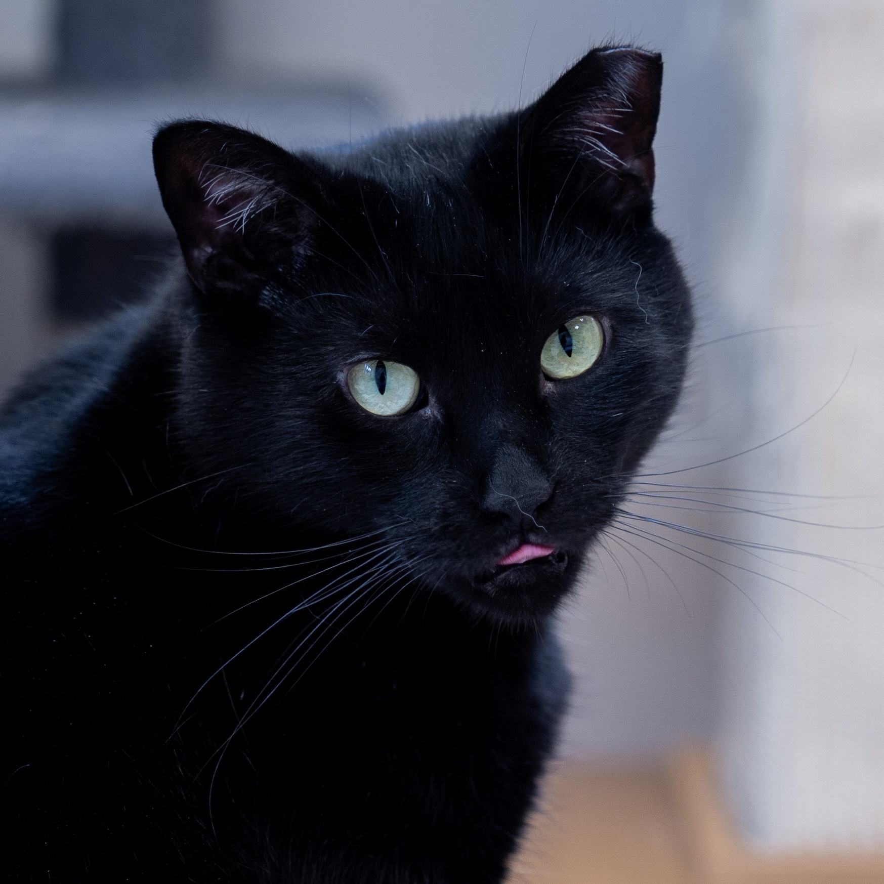 Enlarge Ambassador, a Adoptable Domestic Short Hair in North Haven, CT image 1/5