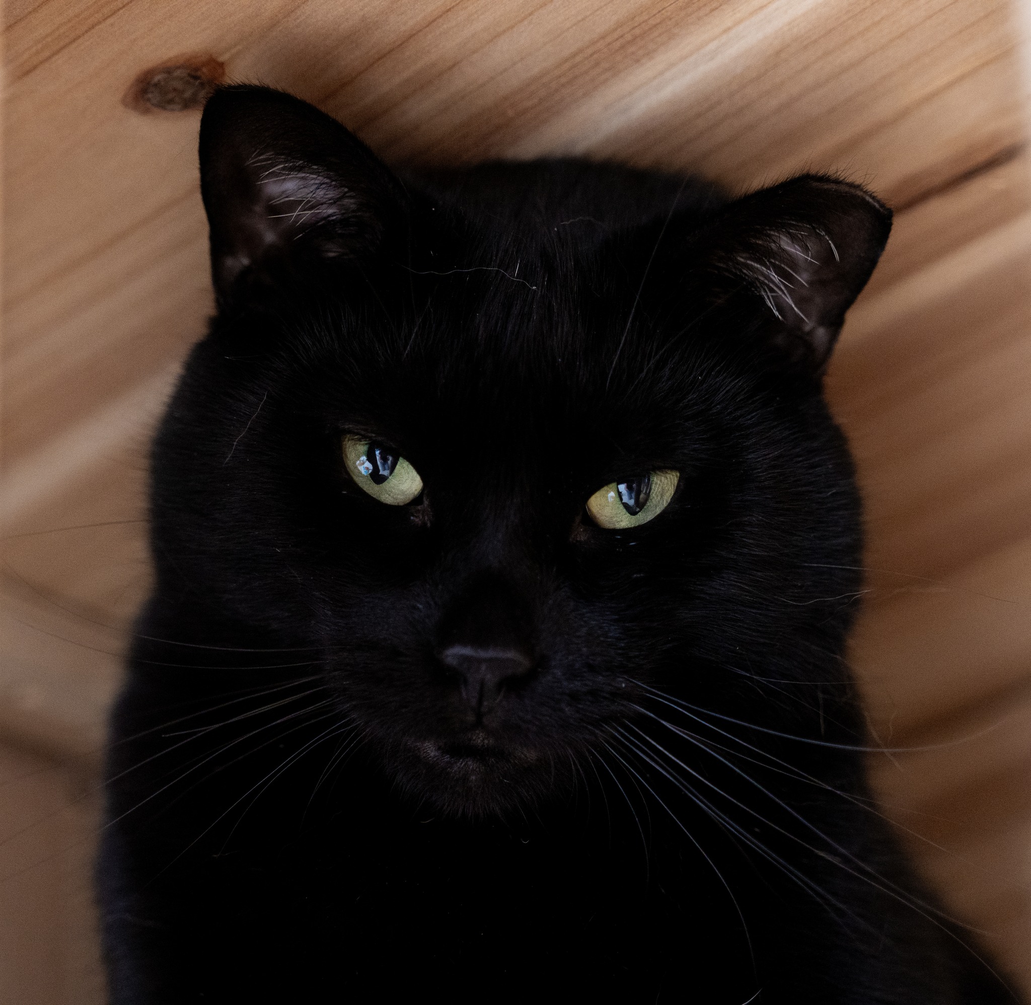 Enlarge Ambassador, a Adoptable Domestic Short Hair in North Haven, CT image 5/5
